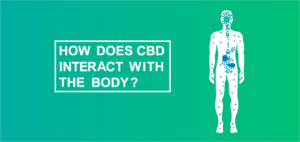 How Does CBD Interact with The Human Body?